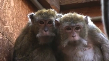 Recherche médicale : quelles alternatives aux modèles animaux ?