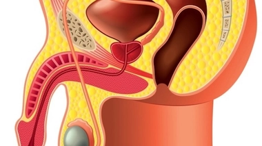 Anatomie du sexe masculin 