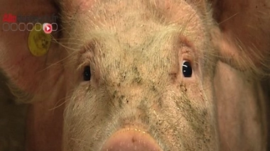 En Chine, des bactéries résistantes aux antibiotiques donnés "en dernier recours"