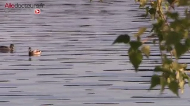 Grippe aviaire H5N1 : quels risques pour l'homme ?