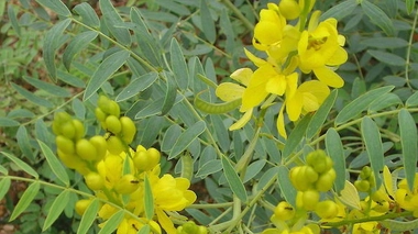 Feuilles et fleures de séné (cc by-sa Vinayaraj)