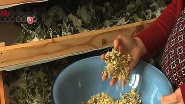 Un herboriste prétendait pouvoir "combattre" le sida avec des plantes