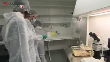 Remplacer un gène par un autre : aussi simple que de prononcer "CRISPR/Cas9" (ou presque)