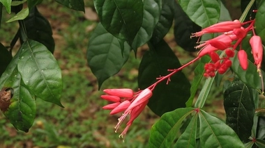 Fleur du Quassia amara (cc-by-sa Forestowlet)