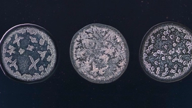 Trois microphotographies réalisées par Maurice Mikkers (tous droits réservés à l'artiste).