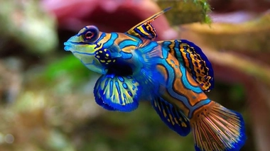 Oh, le beau poisson ! (cc-by-sa Luc Viatour)