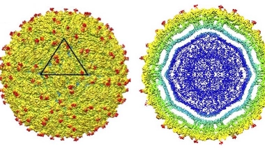 Modélisation du virus Zika