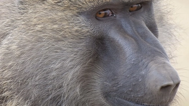 Image d'illustration : un babouin (Papio anubis) / cc-by-sa Yathin S. Krishappa