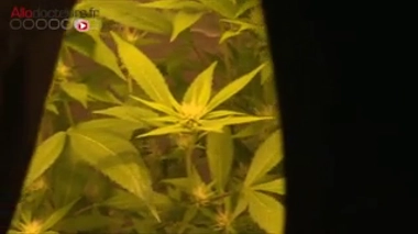 Cannabis : comment éviter la dépendance ?