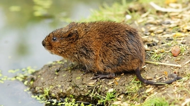 illustration d'un rat taupier cc by Peter Trimming