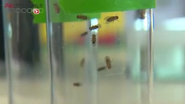 Des mouches pour percer les secrets d'Alzheimer