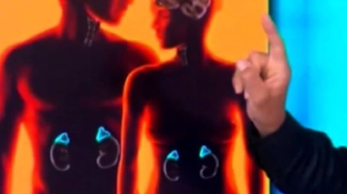 La testostérone : la virilité en hormone