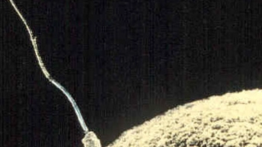 Fécondation d'un ovule par un spermatozoïde humain