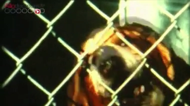  Campagne "Gare à la rage" - ©Min.Agri.fr 