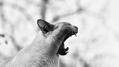 Illustration d'un chat qui bâille Flickr cc by Tjarko Busink