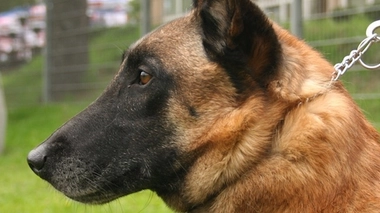 Un berger malinois (GFDL Pleple2000)