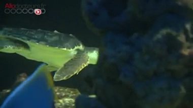 La Méditerranée polluée par le plastique