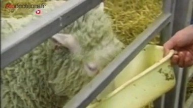 Clonage de Dolly : 20 ans après, que reste-t-il du rêve thérapeutique ?