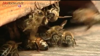 Allergie aux venins d'hyménoptères : une désensibilisation efficace