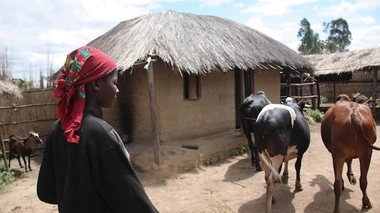 Malawi - Image d'illustration (International Livestock Research Institute via Visualhunt / CC BY-NC-SA)