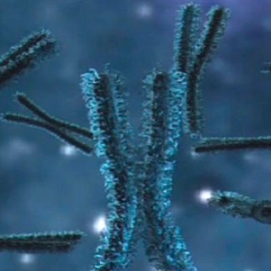 Le caryotype des globules blancs de la patiente (le caryotype désigne l'arrangement standard des chromosomes d'une cellule) - image : NIAID