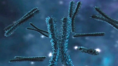 Le caryotype des globules blancs de la patiente (le caryotype désigne l'arrangement standard des chromosomes d'une cellule) - image : NIAID