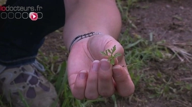 Retour de l'ambroisie en Rhône-Alpes