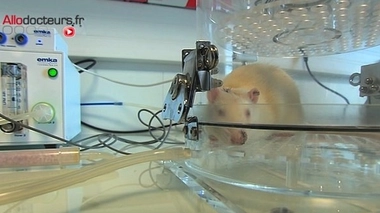 Bientôt des greffes de moelle osseuse sans chimiothérapie