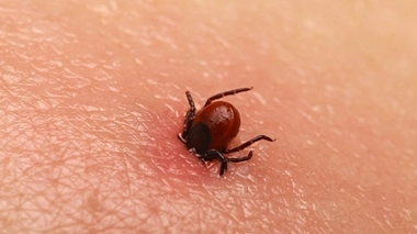 Maladie de Lyme : près de 3.000 piqûres dénombrées en France depuis cet été