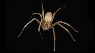 Illustration d'une d'araignée violoniste.