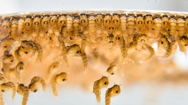 Photographie des moustiques transgéniques mis au point par l'entreprise Oxitec. (© Ideal H+K strategies)