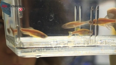 Des poissons zèbres. (image d'illustration)