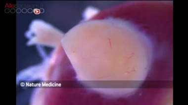 Un mini-intestin humain créé de toute pièce à partir de cellules souches (image d'illustration)