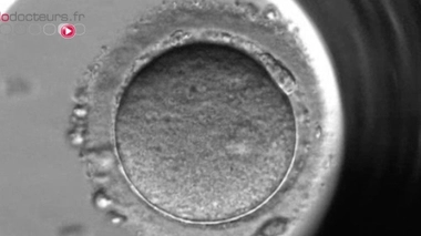 Un embryoscope (image d'illustration)