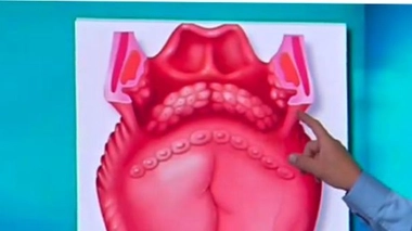 La langue : le goût et la parole