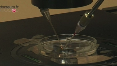 Pays-Bas : possible confusion dans une fécondation in vitro