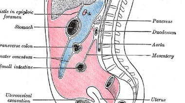 Dans l'ouvrage d'anatomie d'Henry Gray connu sous le nom de "Gray's anatomy", daté du milieu du XIXe siècle, le mésentère n'est pas ignoré. Il n'avait pas le statut d'organe... et à cette heure, il ne l'a toujours pas !