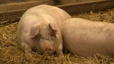 La consommation d'antibiotiques repart à la hausse en France