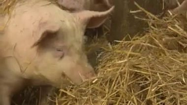 Des embryons de porcs porteurs de cellules humaines