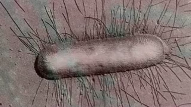 Comment cherche-t-on de nouveaux antibiotiques ?