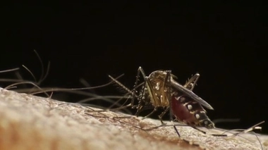 Dengue : La Réunion déclenche le niveau 4 du plan Orsec