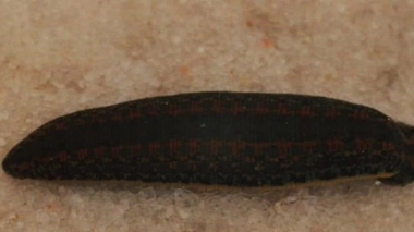 Une sangsue dans la gorge !