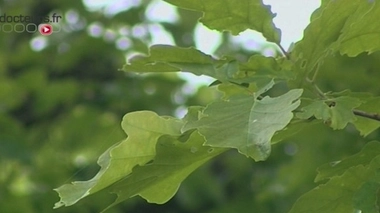 Allergies : avec les beaux jours, les pollens reviennent !