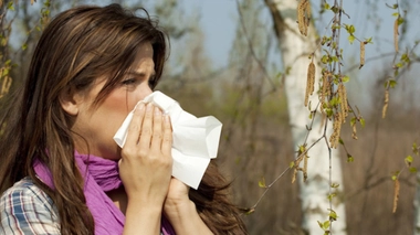 Les pollens de bouleau sont de retour - 