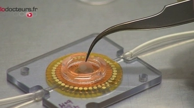 Les cellules souches, bientôt une arme dans la dysfonction érectile ?