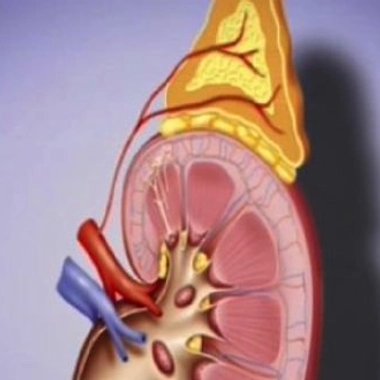 Dérèglement hormonal : et si c'était les surrénales ?
