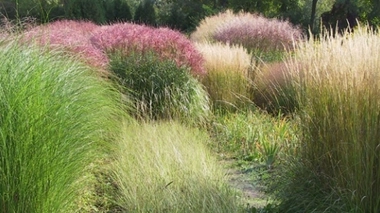 Graminées : le risque est très élévé dans la plupart des départements (Image : cc by Cocoon jardin ©pinterest)