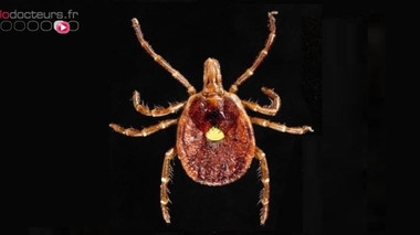 Amblyomma americanum femelle (crédits : CDC)