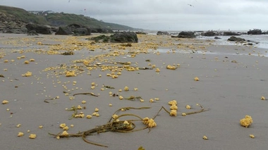 Ces petites boulettes pourraient être de "la graisse liquide rejetée en pleine mer à haute température par des bateaux" selon un responsable d'association. 