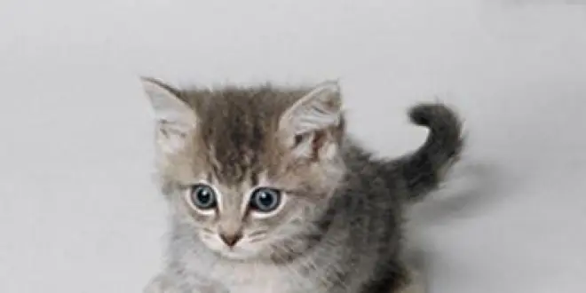 Un chaton en photo et ça repart !